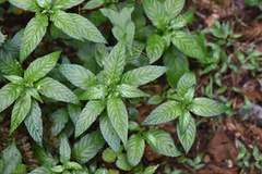 Mercurialis leiocarpa
