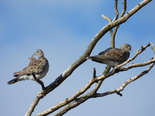 European Turtle-Dove
