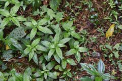 Mercurialis leiocarpa