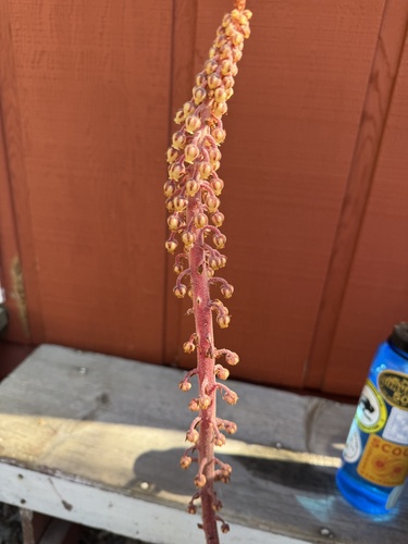 iNaturalist observation photo of woodland pinedrops