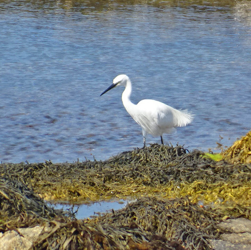 iNaturalist image