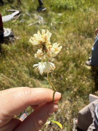 iNaturalist observation photo of western false asphodel