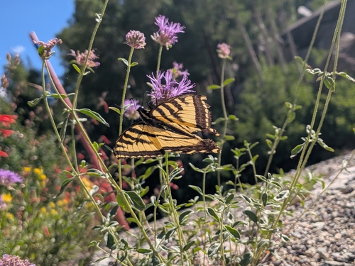iNaturalist observation photo of Western Tiger Swallowtail