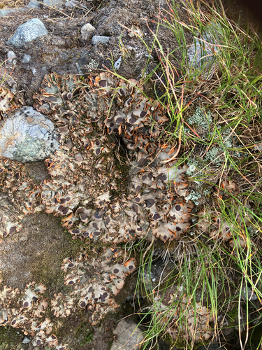 Chocolate Chip Lichen