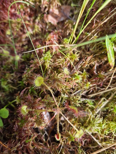 round-leaved sundew