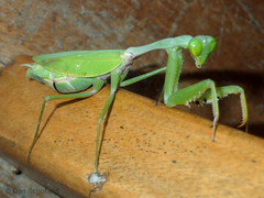 Hierodula purpurescens