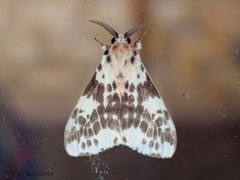 Lemyra