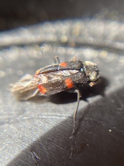 Anthocomus fasciatus