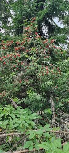 red-berried elder