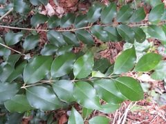 Ligustrum japonicum