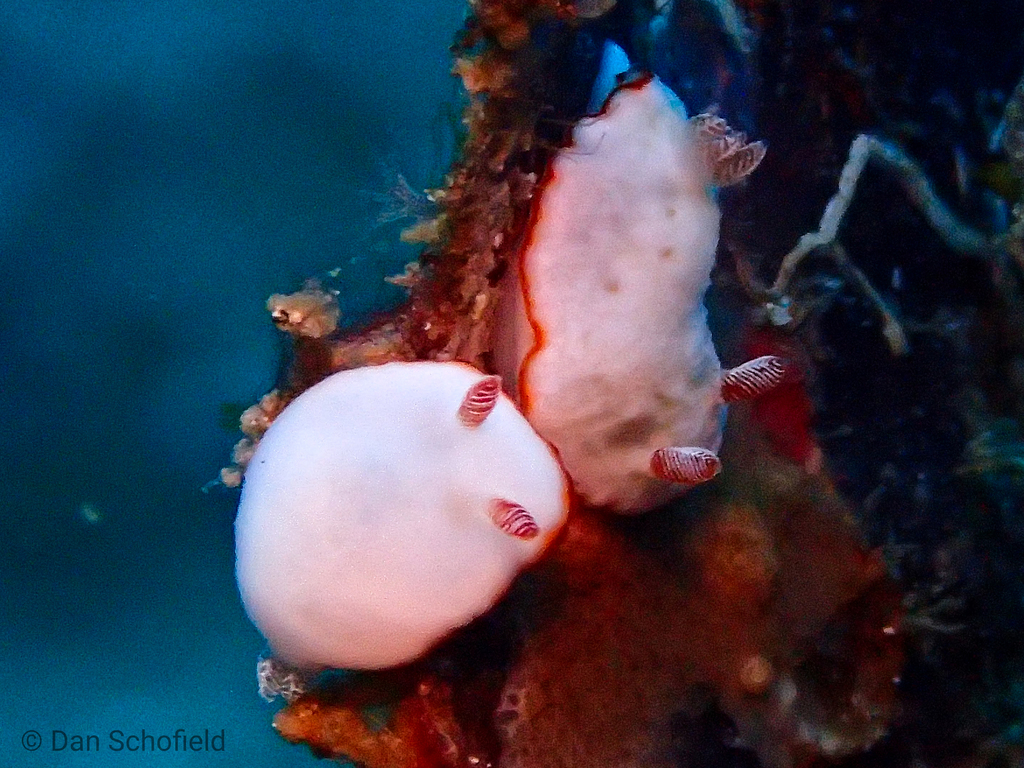 Pink-eared Rainbow Dorid