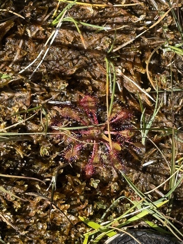 iNaturalist observation photo of Sundews