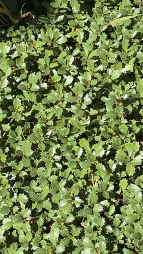 iNaturalist observation photo of Mahala mat