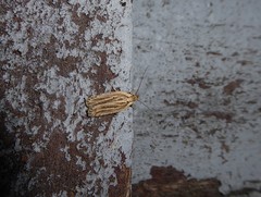 Agonopterix umbellana
