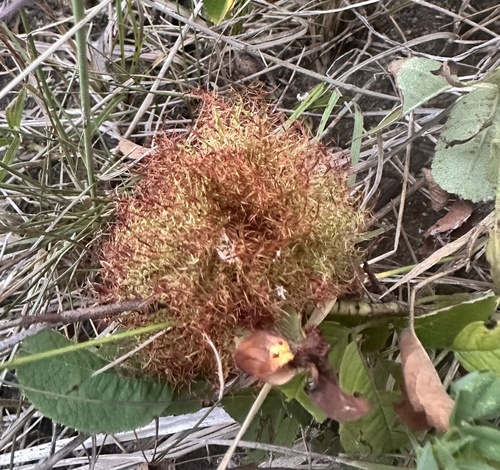 Mossy Rose Gall Wasp