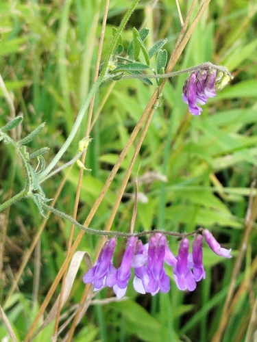 hairy vetch