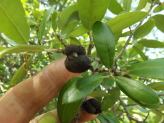 Disholcaspis quercusvirens