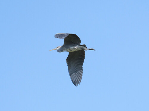 iNaturalist image