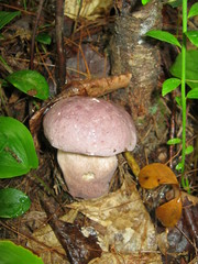 Tylopilus violatinctus
