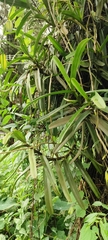 Acampe praemorsa