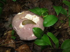 Tylopilus violatinctus