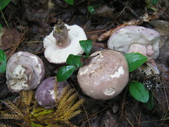 Tylopilus violatinctus