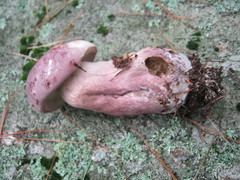 Tylopilus violatinctus