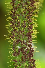 Hymenodictyon orixense