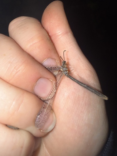 iNaturalist observation photo of Myrmeleontinae