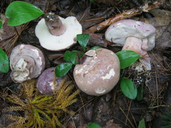 Tylopilus violatinctus