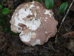 Tylopilus violatinctus