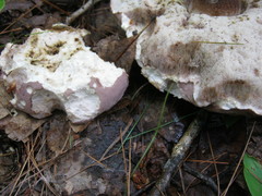 Tylopilus violatinctus