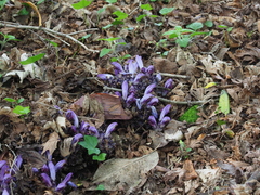 Lathraea clandestina