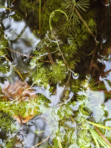 intermediate bladderwort