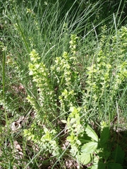 Cruciata laevipes