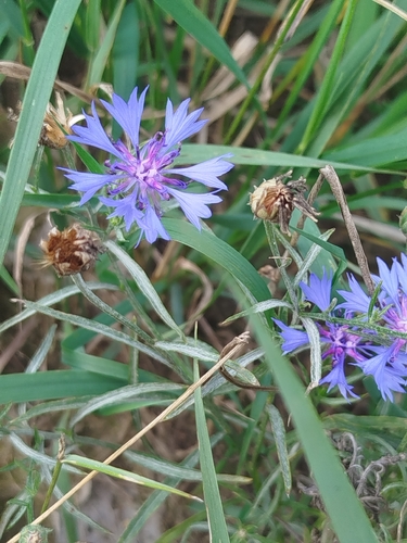Cornflower