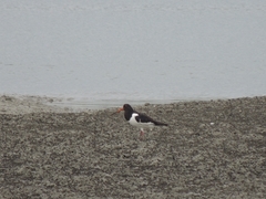 Haematopus ostralegus