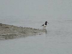 Haematopus ostralegus