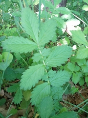 Agrimonia eupatoria