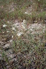 Perideridia bolanderi