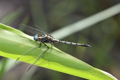 Orthetrum icteromelas
