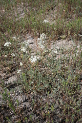 Perideridia bolanderi