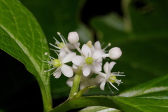Phytolacca japonica