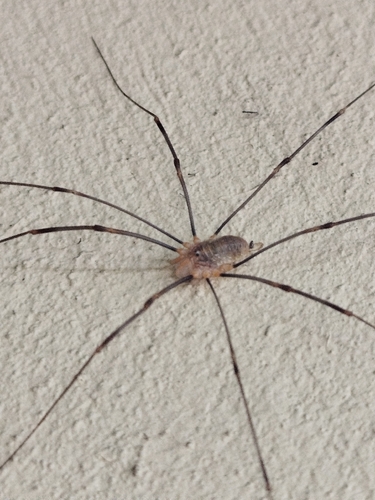Canestrini's Harvestman