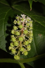 Phytolacca japonica