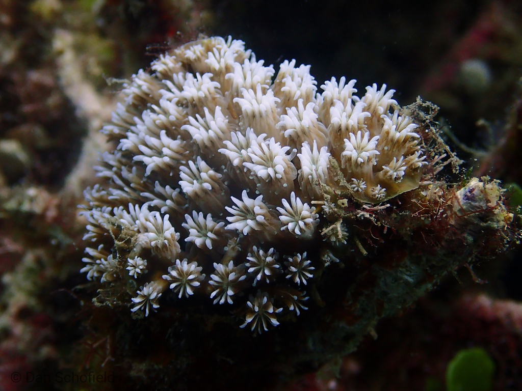 Octopus coral