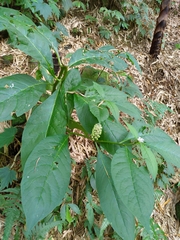 Phytolacca japonica