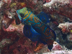 Synchiropus splendidus