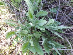 Achillea filipendulina