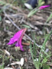 Gladiolus italicus